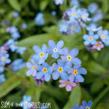 Delivery by waitrose garden more from waitrose: Crochet Forget Me Not Free Pattern Sum Of Their Stories Craft Blog