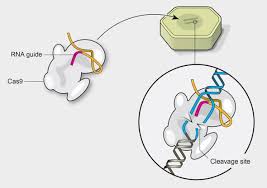 Genetic modification is the process of altering the genetic makeup of an organism. A Visual Guide To Genetic Modification Scientific American Blog Network