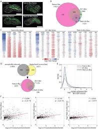 Brachyury Controls Ciona Notochord Fate As Part Of A Feedforward Network And Not As A Unitary Master Regulator Biorxiv