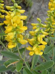 Image result for Eriosema psoraleoides