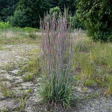 Image result for Schizachyrium jeffreysii