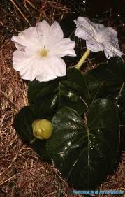 Image result for Ipomoea violacea