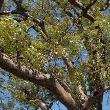 Image result for Schinziophyton rautanenii