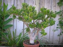 Image result for Crassula sarcocaulis