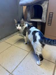 Intake 11/21/24 ON STRAY HOLD...