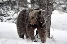 Bears make their dens in hollow trees or logs, under the root mass of a tree, in rock crevices, or even high in a tree in warmer climates. Awake From Hibernation Hungry Bears Stroll In Eastern Turkey Daily Sabah