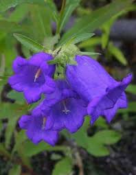 Pin On Flowers