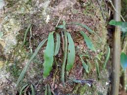 Image result for Loxogramme latifolia