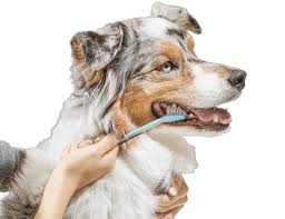 Dental foods, treats, toys, rinses, and chews for dogs; How And How Often To Brush A Dogs Teeth Petco