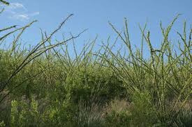 Image result for Diheteropogon filifolius