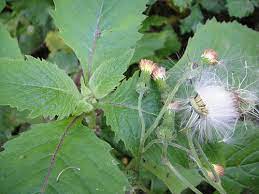 這是小明的部落格 田園生活 田園野味 昭和草 flowers plants dandelion