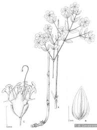 Image result for Anisotes sessiliflorus