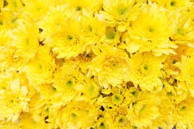 We did not find results for: Yellow Flower Background Stock Photo Picture And Royalty Free Image Image 40580570