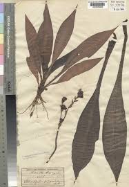 Image result for Chlorophytum gallabatense