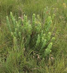 Image result for Lopholaena brickellioides