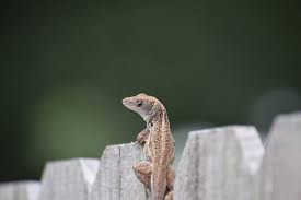 Instead of widespread application of weed killers, treat weed issues on the spots, especially on the lawn. What Do Backyard Lizards Eat And How Do You Get Rid Of Them My Backyard Life