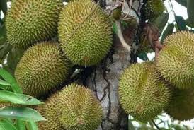  Surplus 735 Ton Durian Lokal Targetkan Ekspansi Ekspor Republika Online