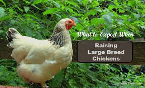 Raising A Large Breed Chicken Brahma And Cochin Timber