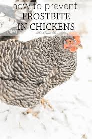 Taking Care Of Your Backyard Chickens In The Winter On Your Homestead Can Be Difficult Some Breeds Are More Raising Turkeys Raising Chickens Chickens Backyard