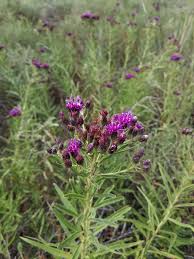 Image result for Vernonia myriantha