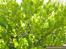 Image result for Euclea undulata