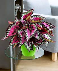 Rex Begonia Indoor Plant Love So Pretty Plants Indoor Plants Foliage Plants