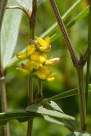 Image result for Eriosema pentaphyllum