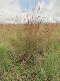 Image result for Trachypogon