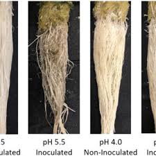 We did not find results for: Pdf Effects Of Low Ph Of Hydroponic Nutrient Solution On Plant Growth Nutrient Uptake And Root Rot Disease Incidence Of Basil Ocimum Basilicum L