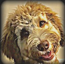 Owner recommended goldendoodle breeders & labradoodle breeders in canada, the u.s., japan and in europe. Massachusetts Bernedoodles 24 7 Live Puppy Cameras In A Kennel Free Environment