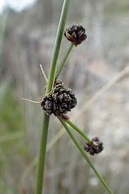 Image result for Pycreus macrostachyus