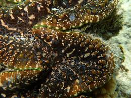 Image result for Tridactyle stevartiana