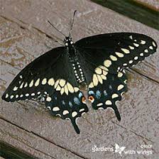 Black And White Striped Butterfly Identification Black Swallowtail Butterfly Great Butterfly Identification Site Gardenwithwings Com Butterfly Swallowtail Butterfly Beautiful Butterflies