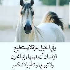 شعر عن الخيل والفارس تويتر