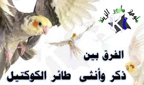 معرفة الذكور من الإناث فى طيور الكوكتيل بكل سهولة