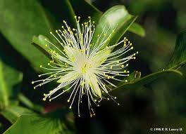 Image result for Lecythidaceae