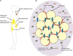 Adipose tissue is a highly heterogeneous endocrine organ. Exercise And The Regulation Of Adipose Tissue Metabolism Sciencedirect