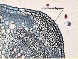 Check spelling or type a new query. Rhs 3 Identify A Range Of Plant Tissues And Describe Their Structure Function Flashcards Quizlet