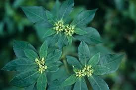 Image result for Euphorbia heterophylla