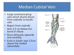 It is very clinically relevant as it is routinely used for venipuncture (taking blood). Venous And Lymphatic Drainage Of Upper Limb Dr Anita Rani Professor Department Of Anatomy 20 Th October 2016 Dr Anita Rani Professor Department Of Anatomy Ppt Download