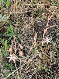 Image result for Hesperantha longicollis