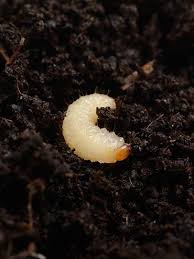 These Nocturnal Pests Only Come Out At Night In 2020 Vine Weevil Pests Insect Pest