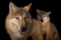 Image result for mowgli indian wolves