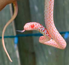 Juvenile Albino Black Racer Black Racer Albino Color