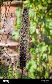 Image result for Cenchrus americanus