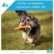 kediler ve kopekler vejetaryen olabilir mi kopek evcil hayvanlar kedi