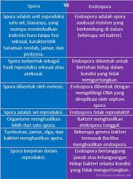 Bakteri pertama yang menguntungkan dalam kehidupan manusia adalah lactobacillus acidophilus. Kapan Bakteri Membentuk Endospora Perbedaan