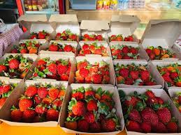 Strawberry park mesilau di sinilah destinasi di kundasang sekiranya anda nak tengok pokok strawberi dengan lebih dekat. Mesilou Highland Strawberry Farm Posts Facebook