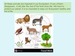 Herbivore Examples History Of Study And Education