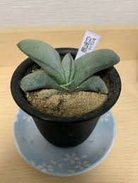 すべての美しい花の画像 最高の観葉 植物 枯れ てき た